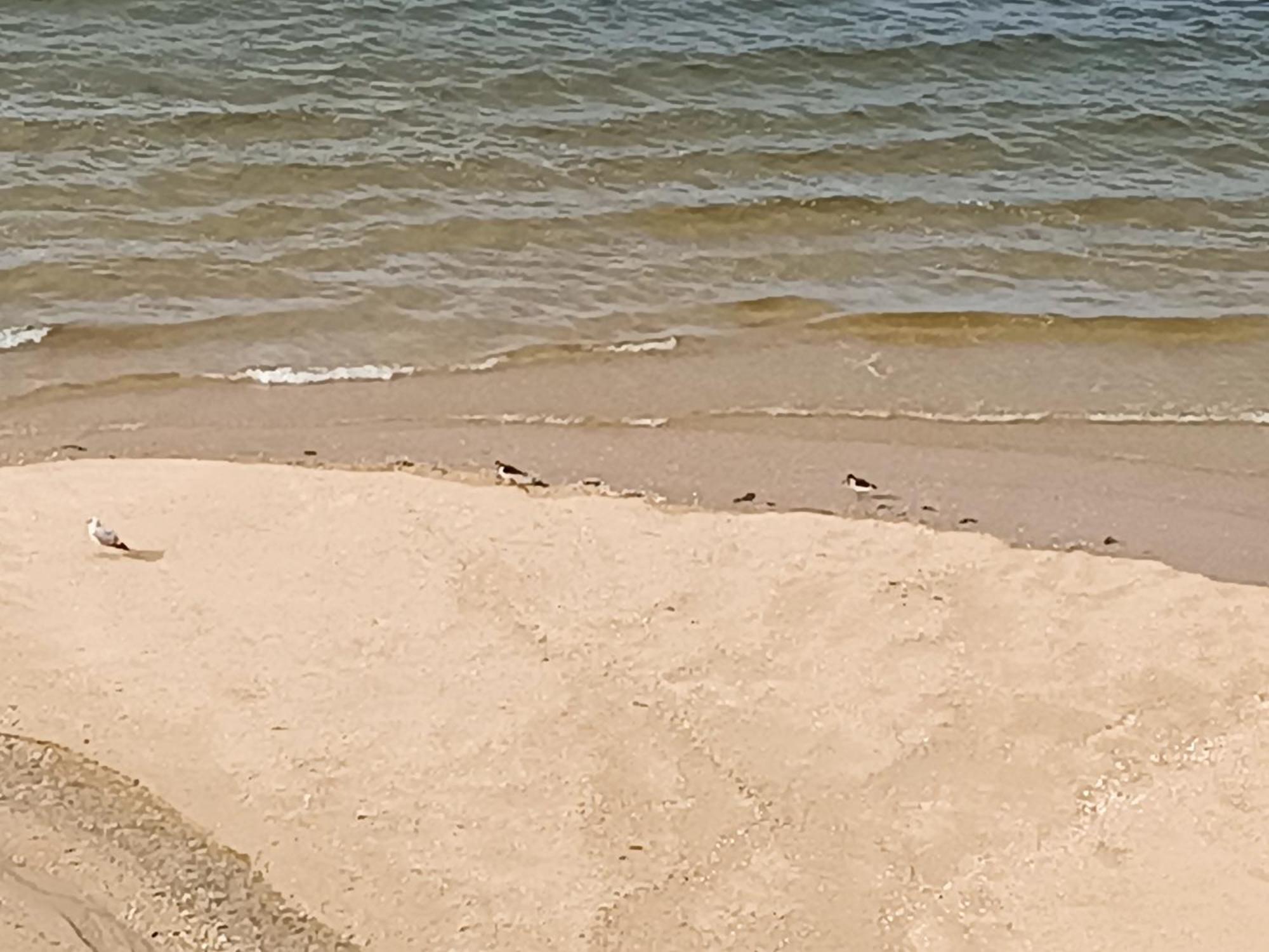 דירות וילאנואבה דה ארוסה Mirador Mar De Castelao, 1ª Linea De Playa Urbana מראה חיצוני תמונה